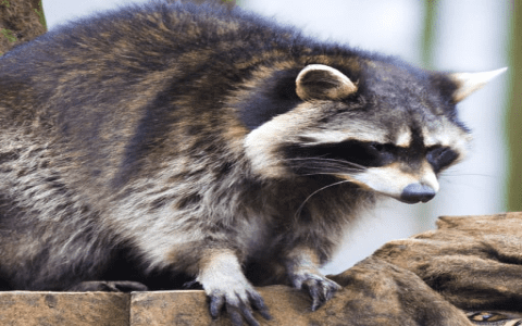 Dream About a Raccoon: Exploring Its Hidden Meanings and Messages