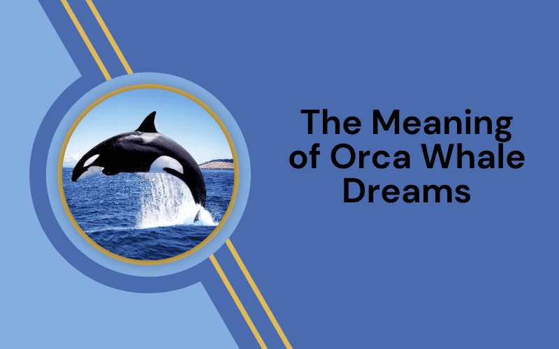 Orca Whale Dream Meaning: Unlocking the Power and Wisdom Behind Killer Whales