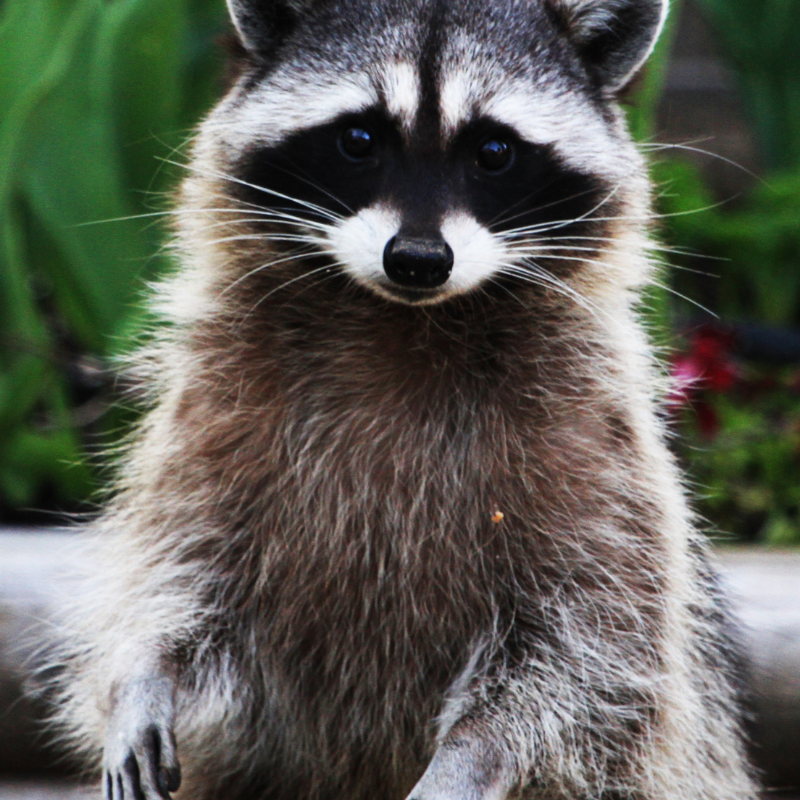 What Does Dreaming of a Raccoon Reveal About Your Hidden Emotions?