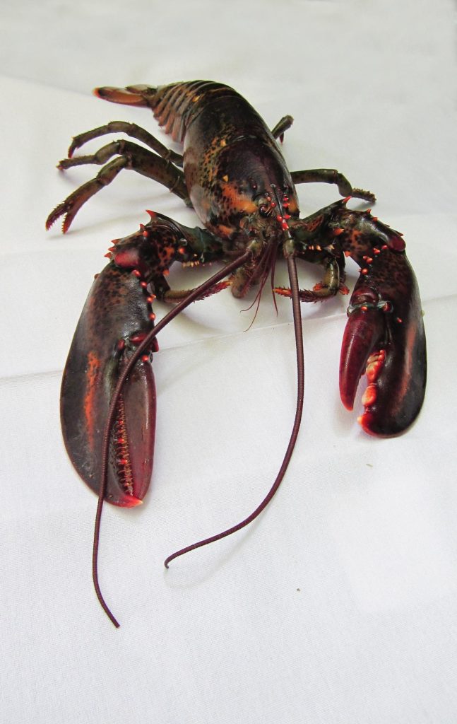 15 Fascinating Dream Lobster Interpretations and Their Spiritual Significance