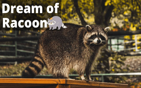 Raccoon Dreams: A Sign of Deception or a New Beginning?