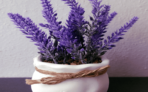 Discover the Hidden Meaning of Lavender Dreams: Peace and Healing