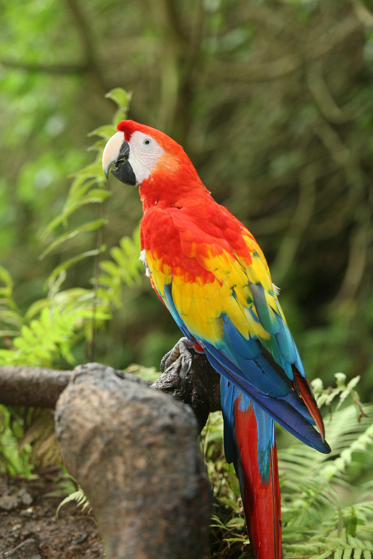 Dreaming of Parrots: What This Symbol of Communication Reveals About You