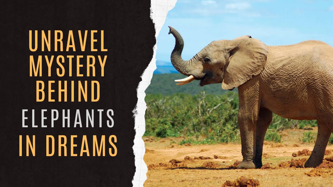 Dream Dictionary Elephant: Unveiling the Power and Wisdom Behind Elephant Dreams