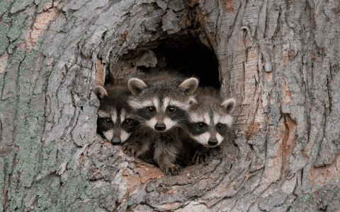 Understanding the Meaning of Raccoons in Dreams: Insights and Interpretations