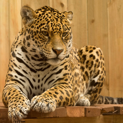 What Does Dreaming of a Jaguar Mean? Exploring Its Spiritual and Symbolic Significance