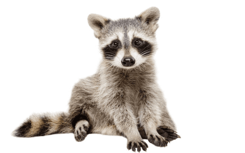 What Does Dreaming About Raccoons Mean? Explore the Spiritual and Symbolic Interpretations