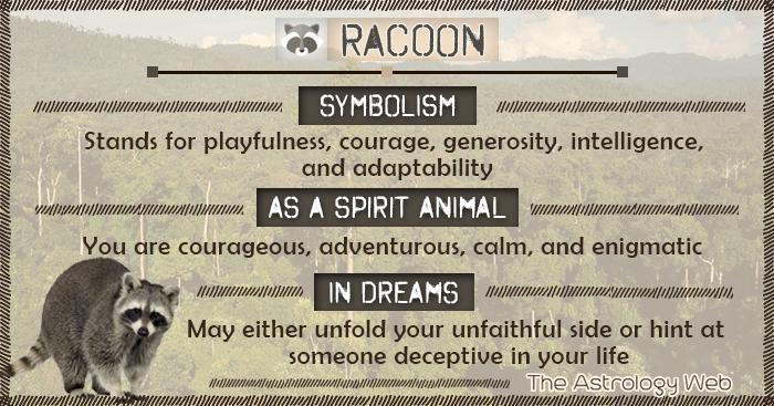 raccoons in dreams meaning