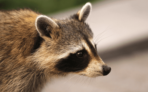 Discover the Hidden Messages in Raccoon Dreams: Symbolism and Meaning Explained