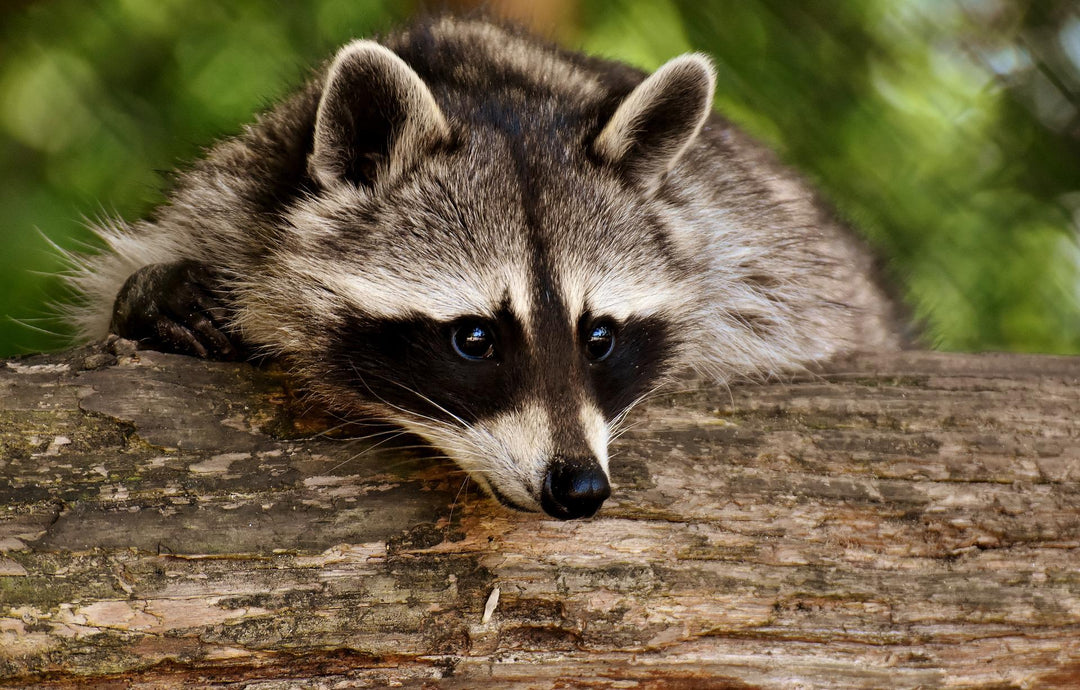 Raccoon in Your House Dream Meaning: Deception, Change, and Spiritual Lessons