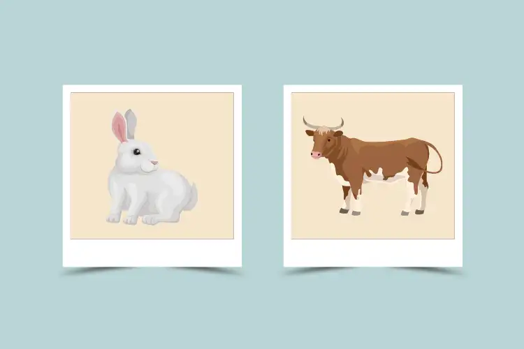 Is Rabbit and Ox Compatibility a Recipe for Disaster?