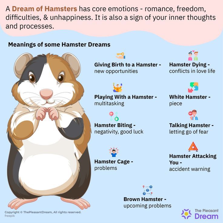 Hamster Dream Symbolism: What Does It Mean?