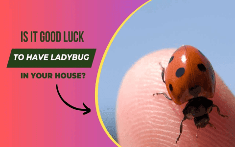 What Does Dreaming of Ladybirds Mean? Exploring Symbols of Good Fortune