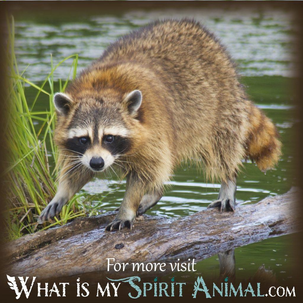 What Does Dreaming of a Raccoon Reveal About Your Life and Personality?