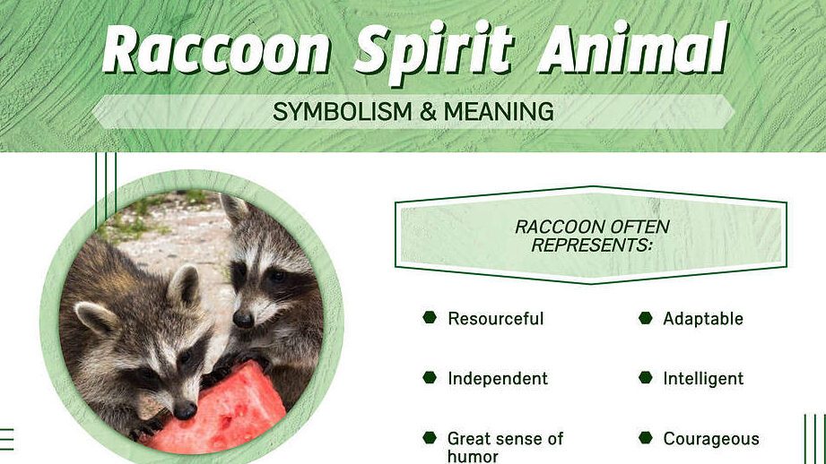 Raccoon Dream Meaning: Deception, Success, and Transformation