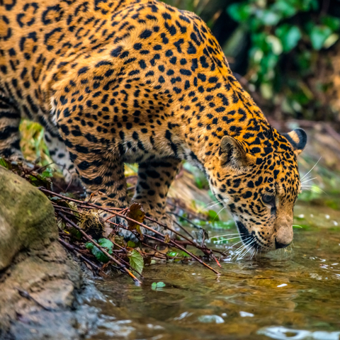 What Does Dreaming About a Jaguar Mean? Insights Into Power and Protection