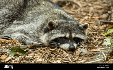 What Does Dreaming of a Raccoon Reveal About Your Life and Personality?