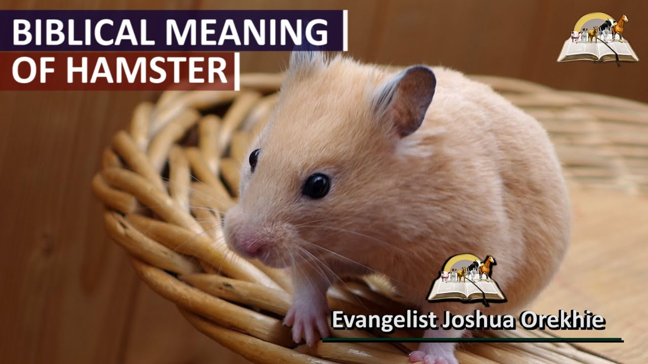 Hamster Dream Symbolism: What Does It Mean?