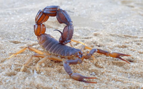 What Does Dreaming of Lobsters Mean? Symbolism and Spiritual Insights