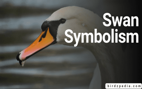 What Does Dreaming of a Duck Mean? Symbolism and Spiritual Insights