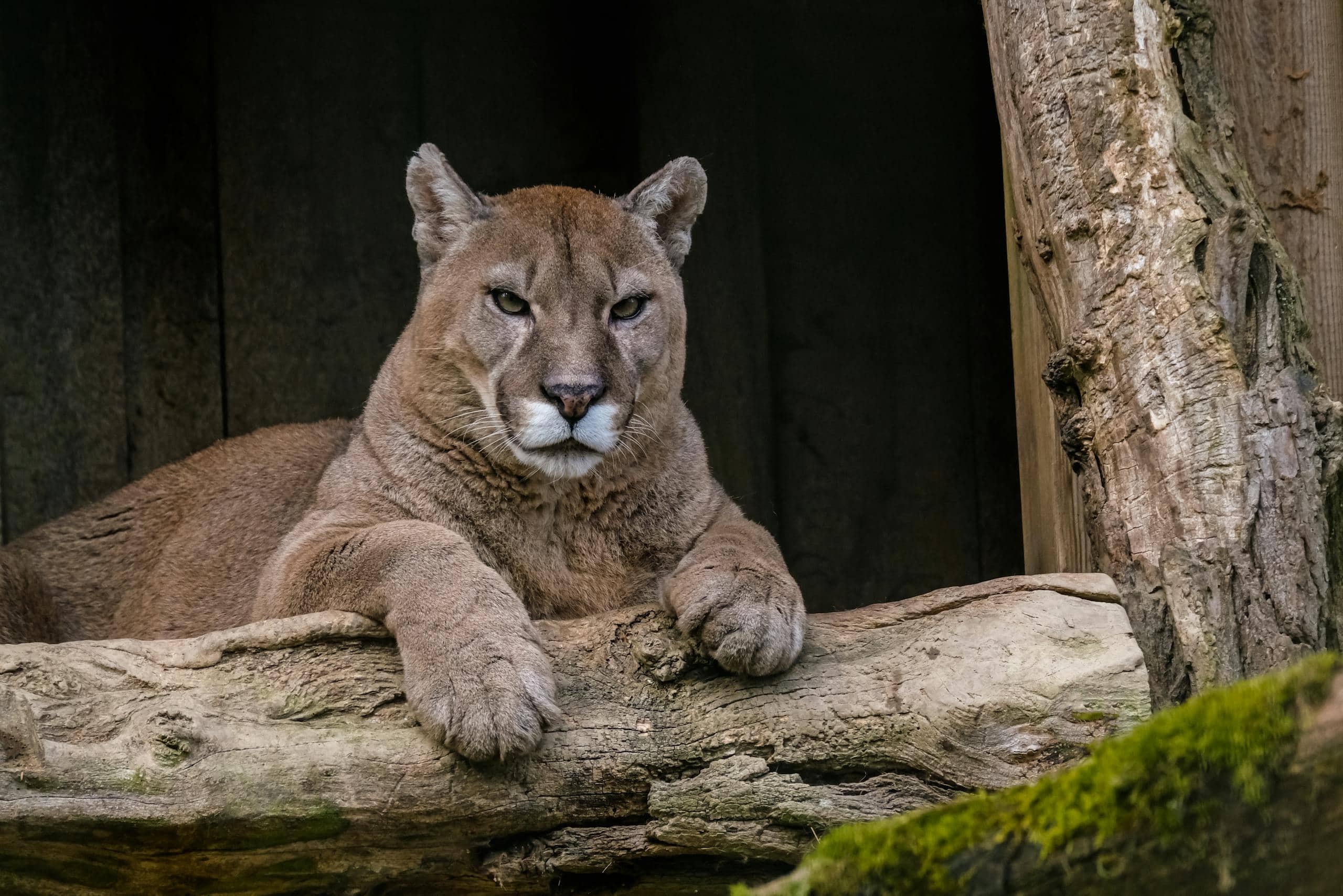 Dreaming of Mountain Lions: Courage, Power, and Native American Symbolism