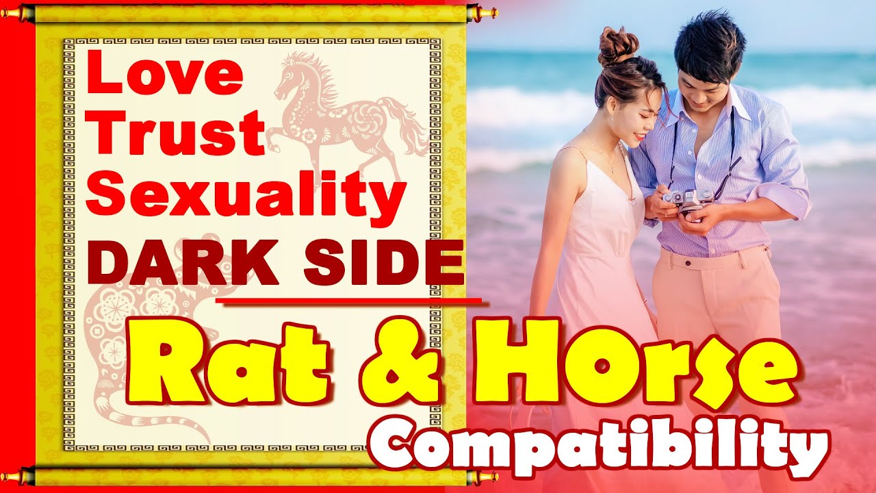 Rat Horse Compatibility: What to Expect in a Relationship