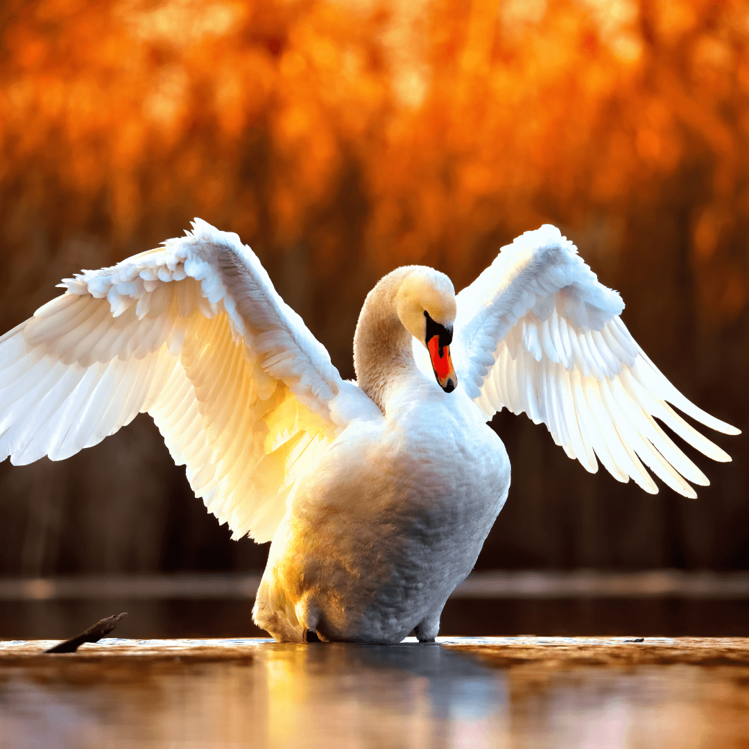 Dream Swan: Unlocking the Hidden Messages in Your Sleep