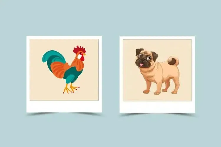 Rooster and Dog Compatibility: Friends or Foes? Lets See Their Marriage Potential.