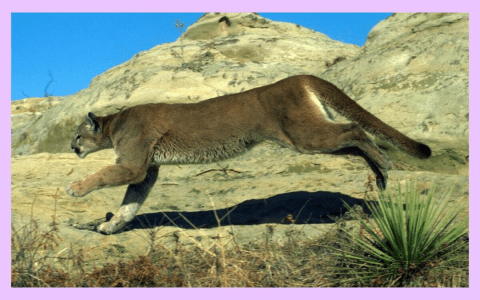 Mountain Lion in Your Dream? Uncover Its Hidden Message