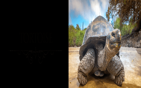 Exploring the Dream Meaning of Tortoise: Patience and Wisdom Revealed