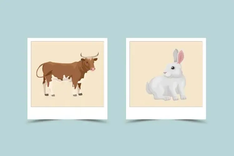 Understanding the Rabbit and Ox Compatibility in Love