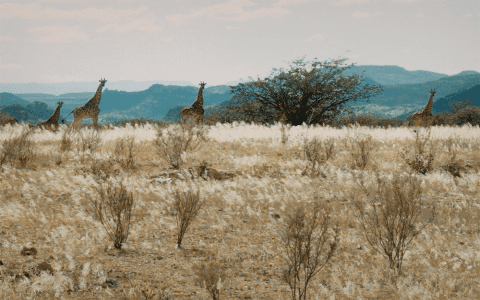 Dreaming of a Giraffe: Positive Meanings and Interpretations