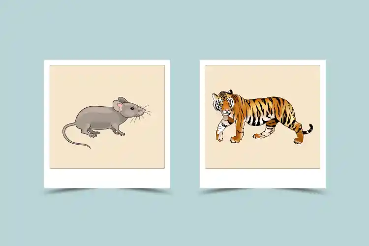 Tiger and Rat Compatibility:  Exploring Love and Friendship