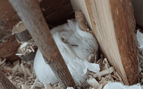 Dream About Hamsters: Exploring Common Meanings and Interpretations