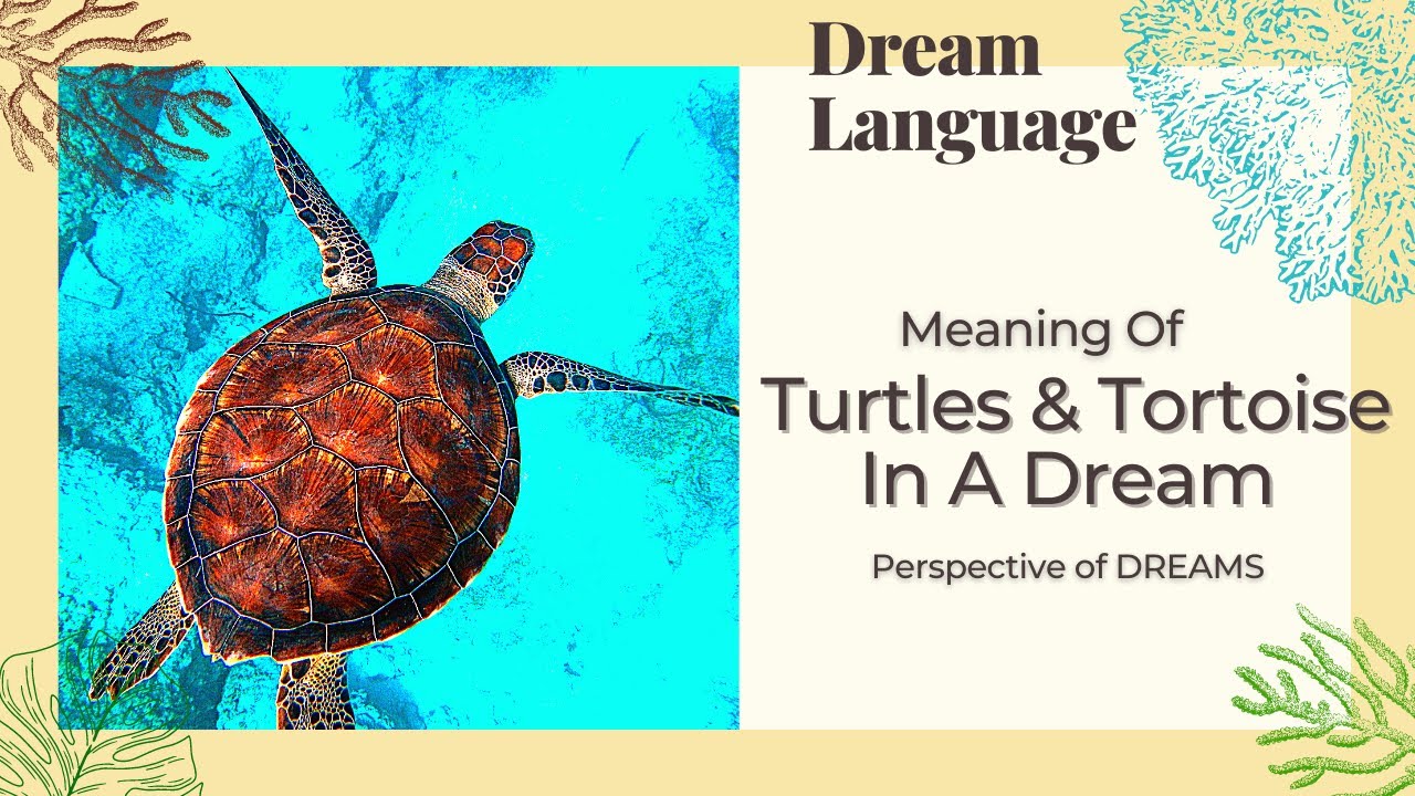 Turtle Dreams Explained: Your Dream Dictionary Turtle Resource