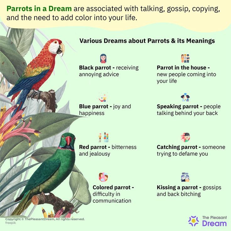 Dreaming of Parrots? Find Out the Meaning with Parrot Dream Interpretation