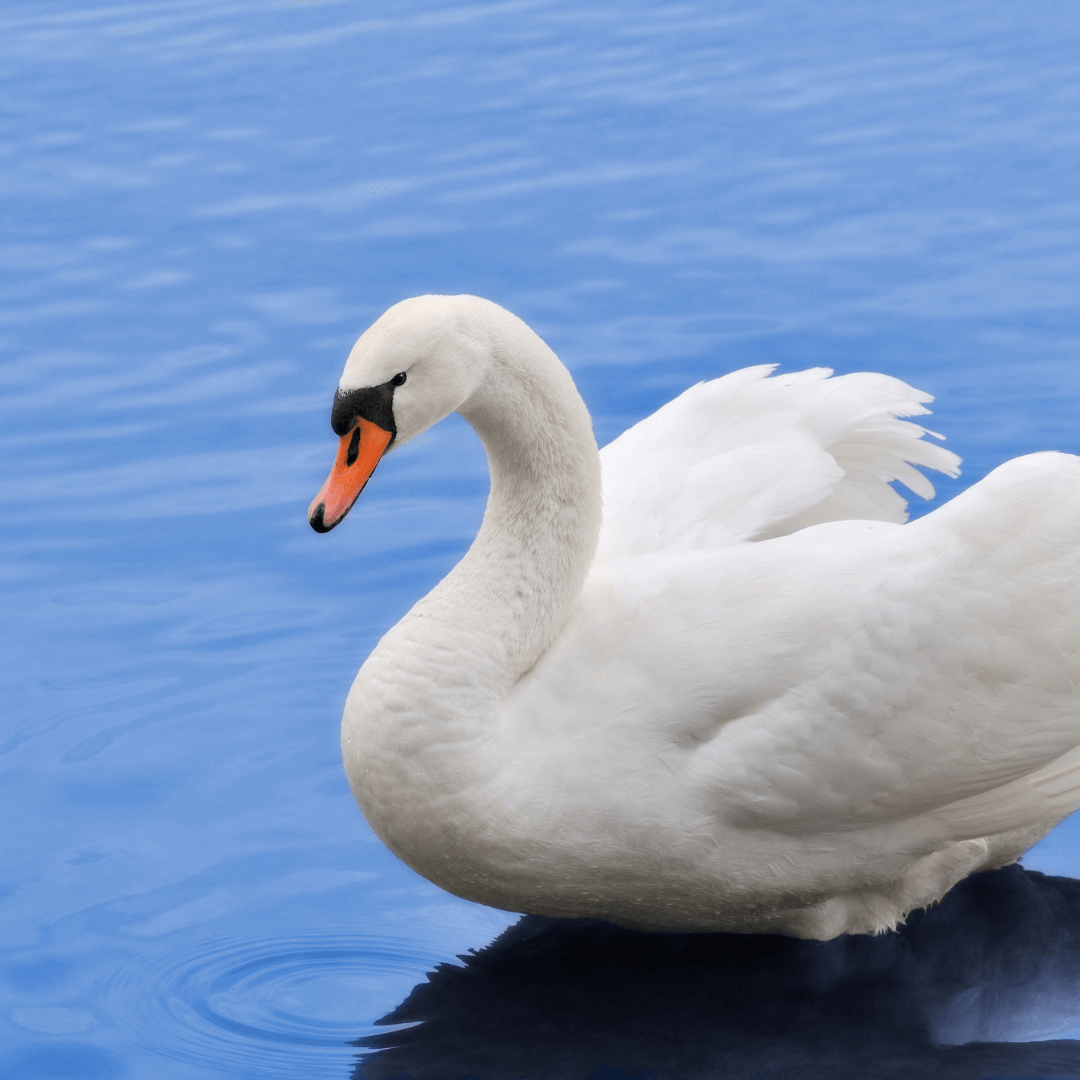 Dream Swan: Unlocking the Hidden Messages in Your Sleep