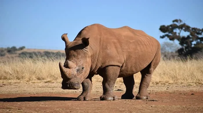 Decoding Your Dreams: What Does a Dream About Rhino Mean