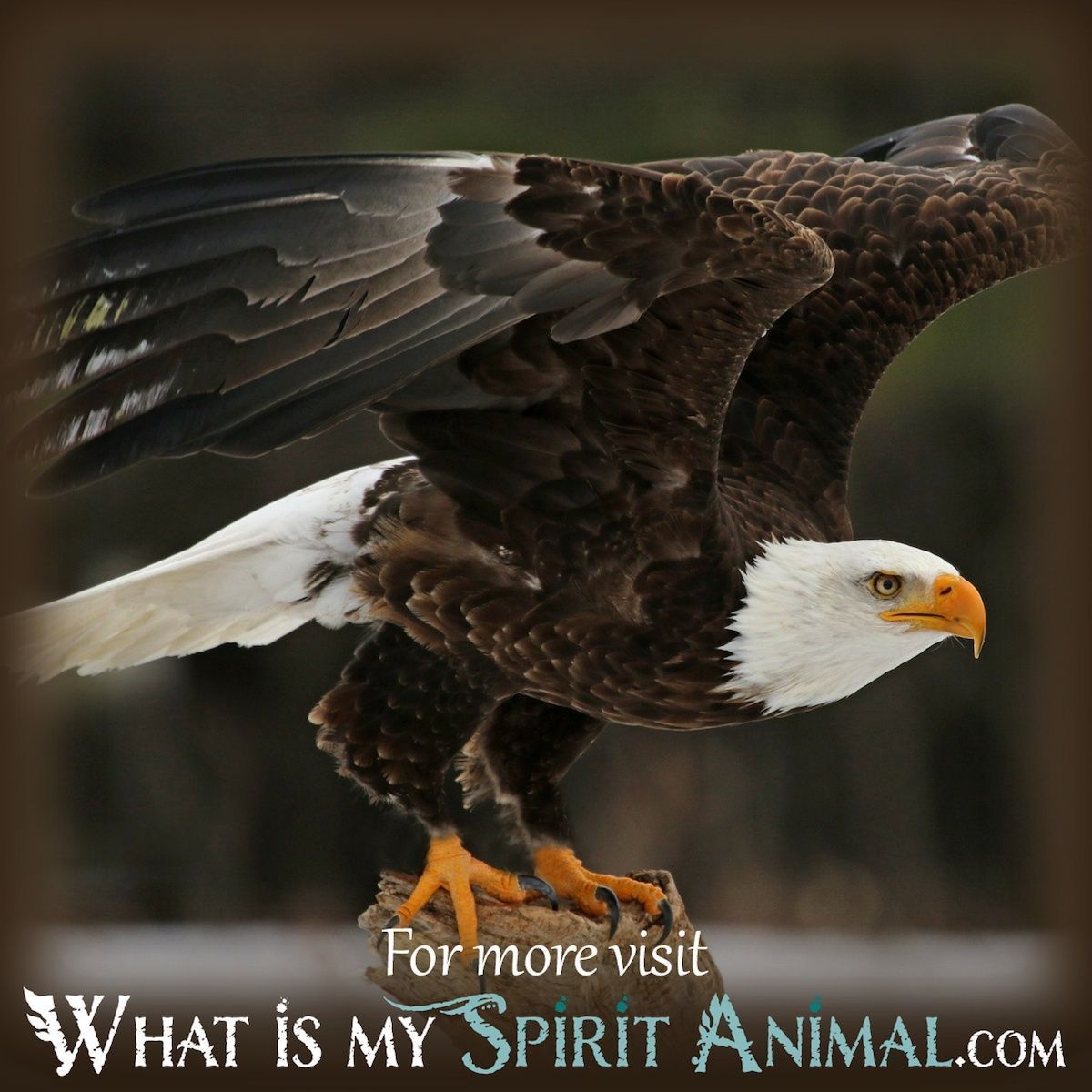 Decoding the Eagle Dream Meaning: A Simple Guide