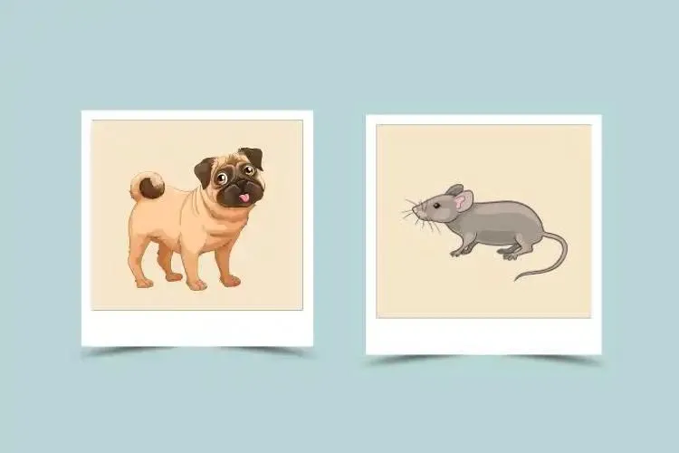 Dog and Rat Compatibility: Discover How Well These Chinese Zodiac Signs Get Along in Love