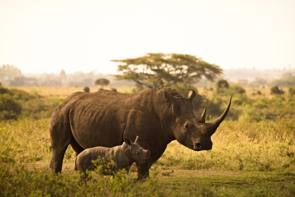 Unlocking the Symbolism: Dreaming of Rhinos and Inner Strength