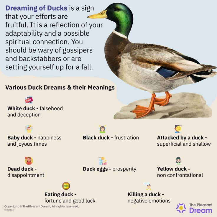 Dream About a Duck Meaning: What Does It Really Mean?