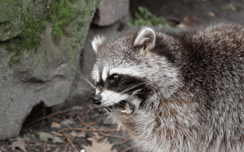 Seeing Raccoons in Your Sleep  Explore the Meanings