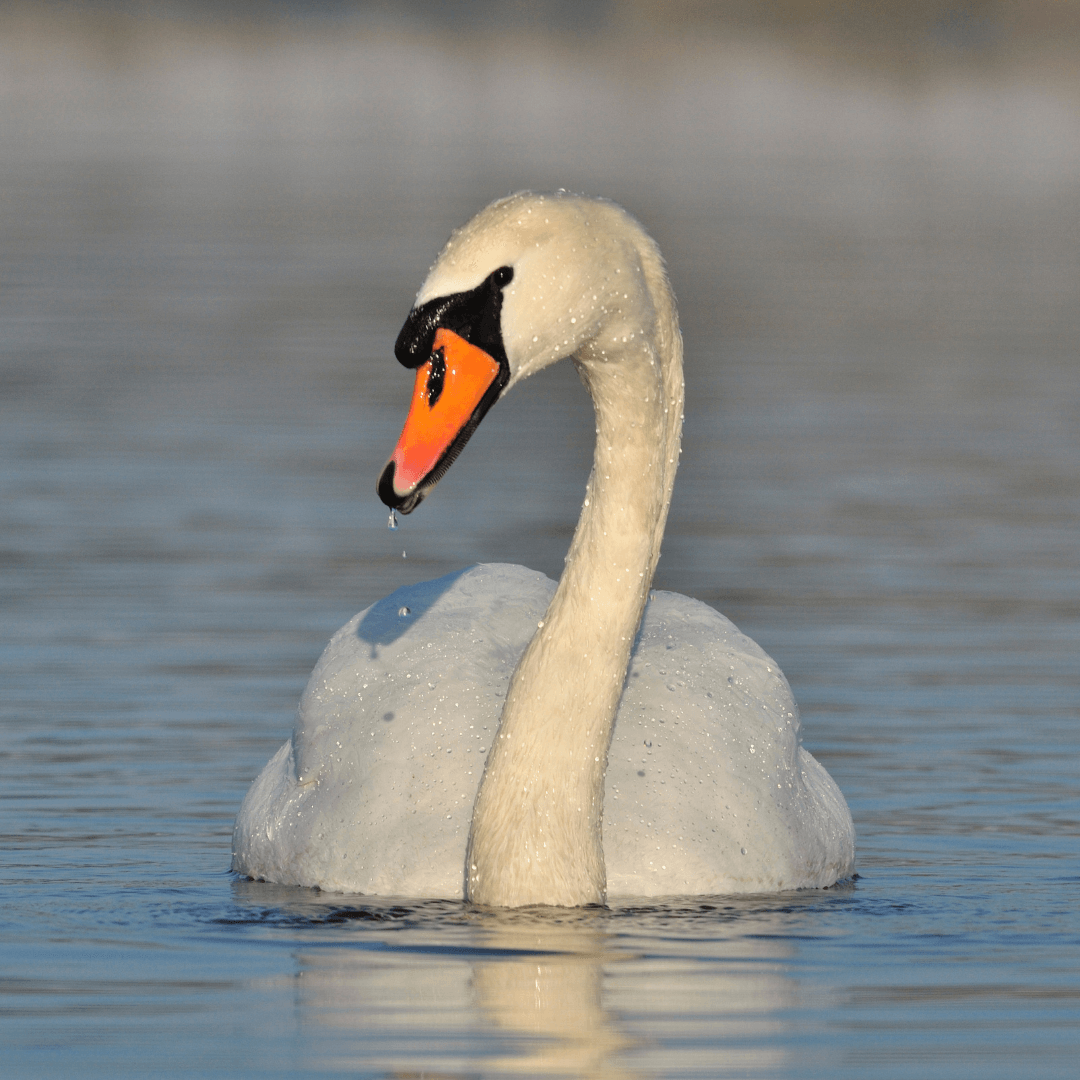 Dream Swan: Unlocking the Hidden Messages in Your Sleep