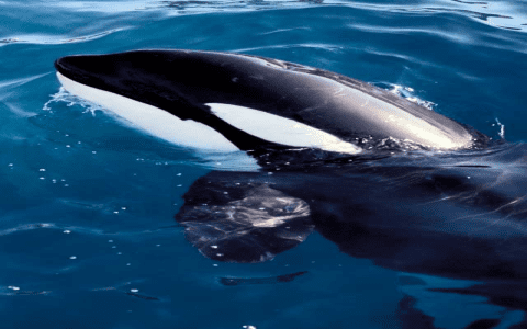 Decoding Your Dreams: What Does an Orca Dream Mean?