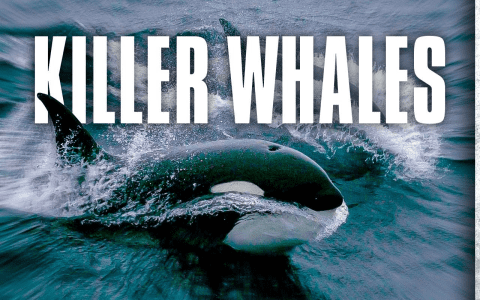 The Magic of Dreaming with Killer Whales Explained