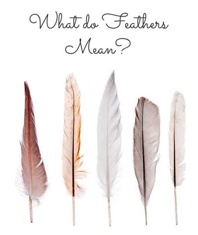 Find a Feather Meaning: Dreaming of a Feather Lucky Signs