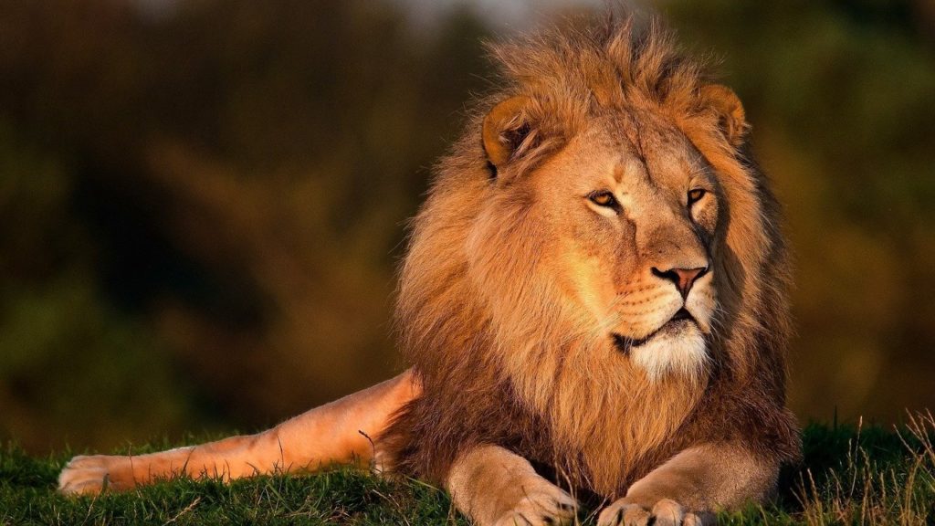 Dream Dictionary Lion: Unlocking the Symbolism of Lions in Dreams