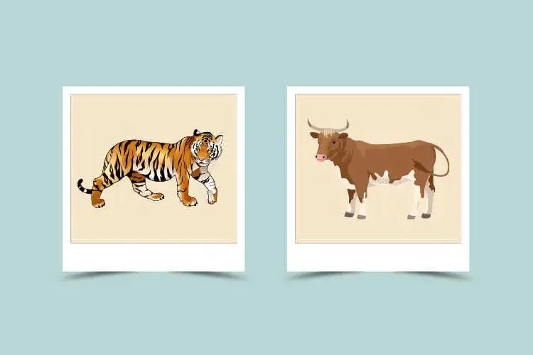 Ox and Tiger Compatibility: Is This a Match Made in Heaven?