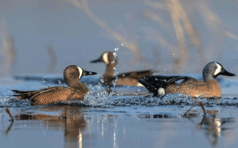 Dream About a Duck Meaning: What Does It Really Mean?